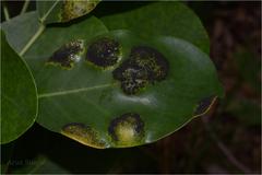 Schefflera stellata